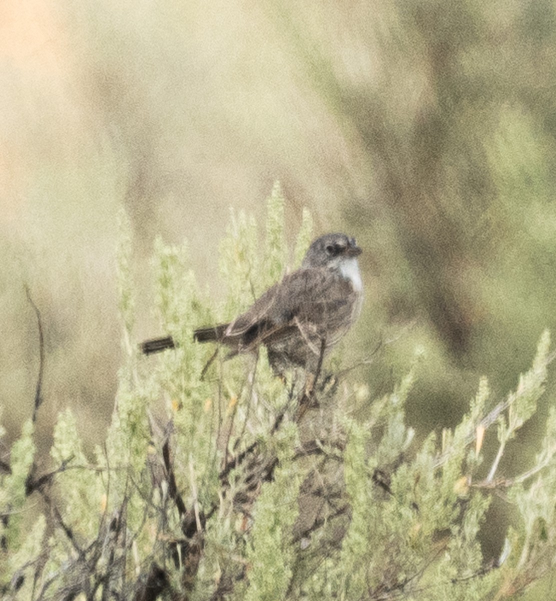 Sagebrush Sparrow - ML642236861