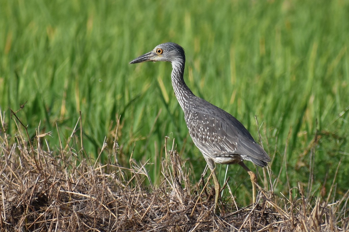 Yellow-crowned Night Heron - ML642236870