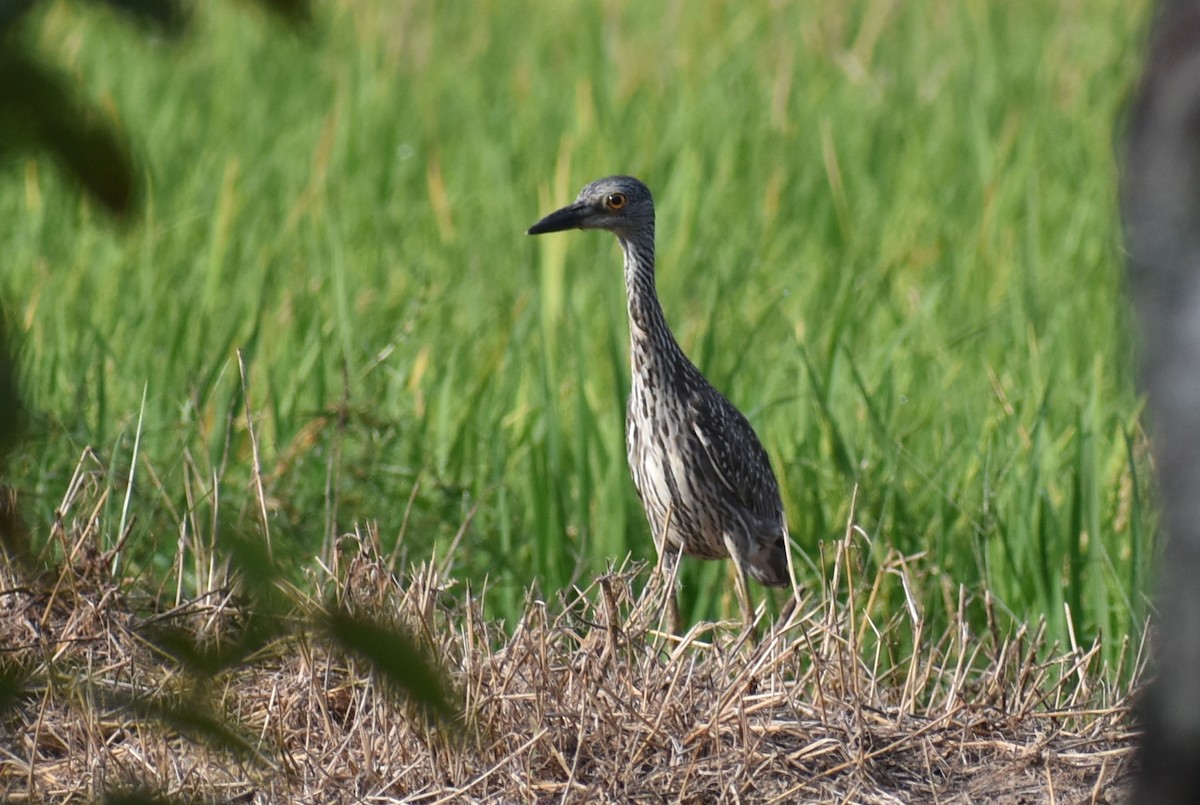 Yellow-crowned Night Heron - ML642236871