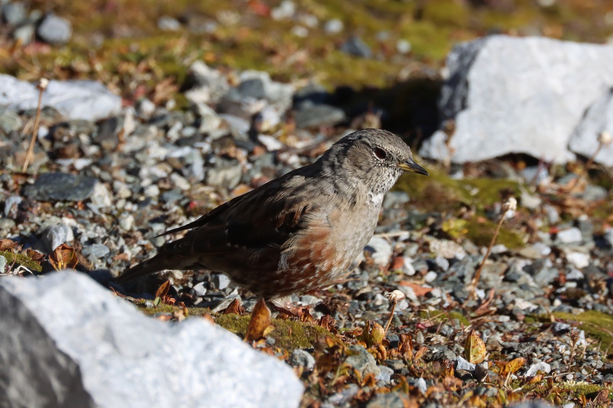 Alpine Accentor - ML642236895