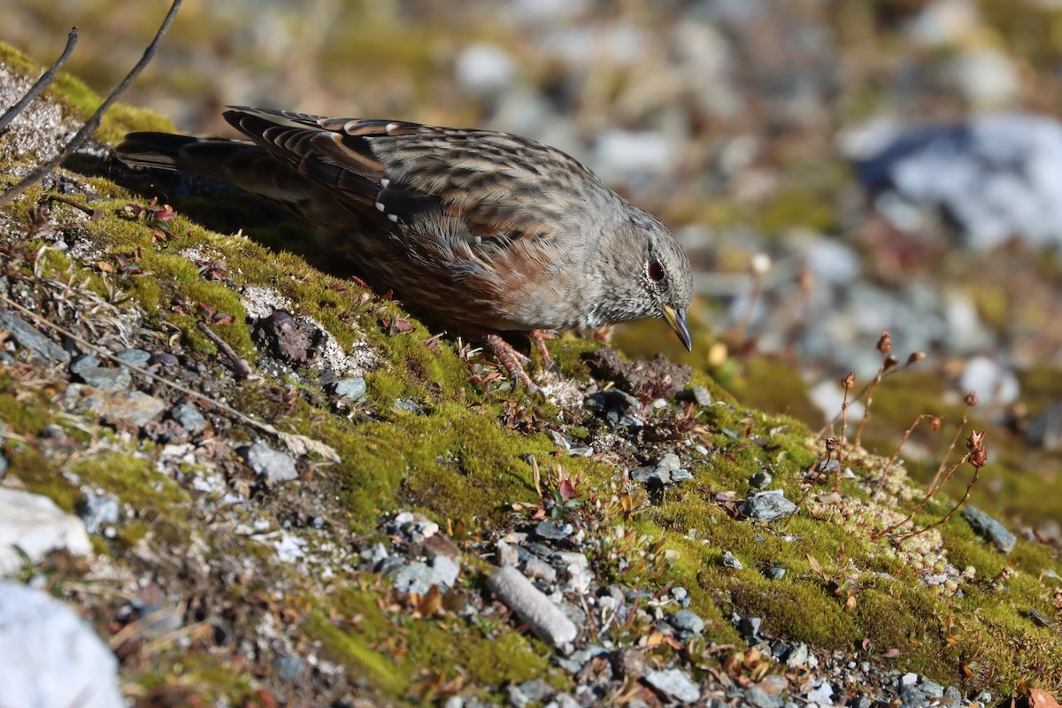 Alpine Accentor - ML642236896