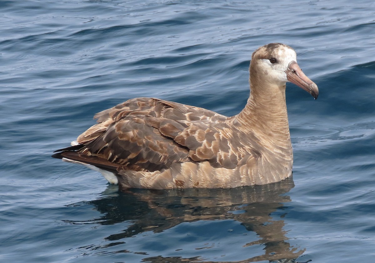 Black-footed Albatross - ML642236906
