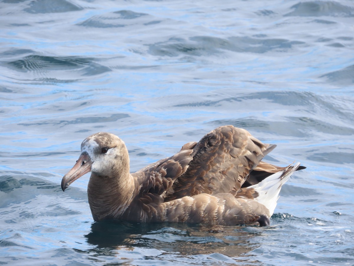 Black-footed Albatross - ML642236907