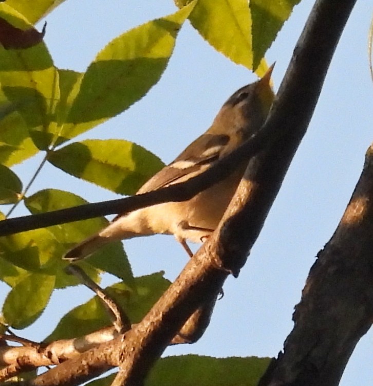 Northern Parula - ML642236925
