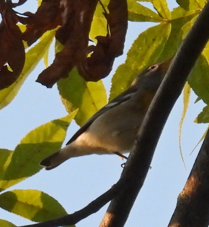 Northern Parula - ML642236926