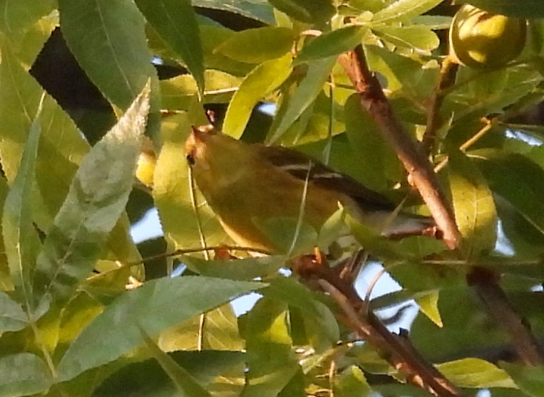 Blackpoll Warbler - ML642236945
