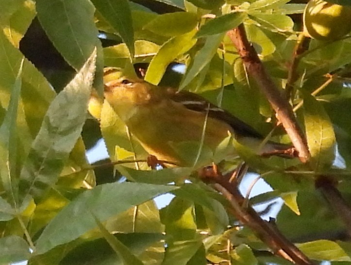Blackpoll Warbler - ML642236946