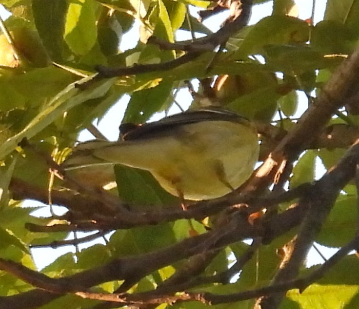 Blackpoll Warbler - ML642236948
