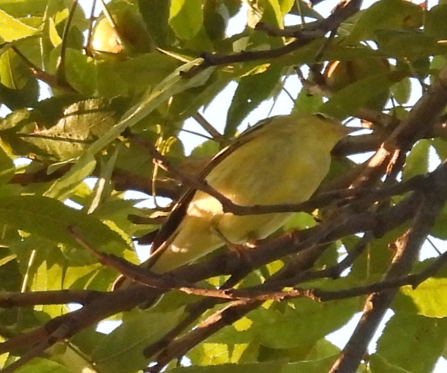 Blackpoll Warbler - ML642236949