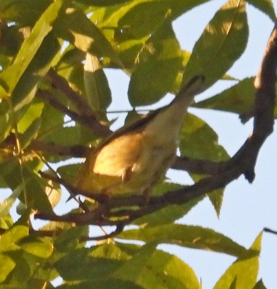 Blackpoll Warbler - ML642236950