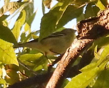 Blackpoll Warbler - ML642236951