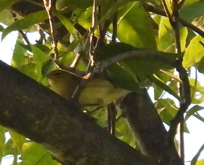 Blackpoll Warbler - ML642236952