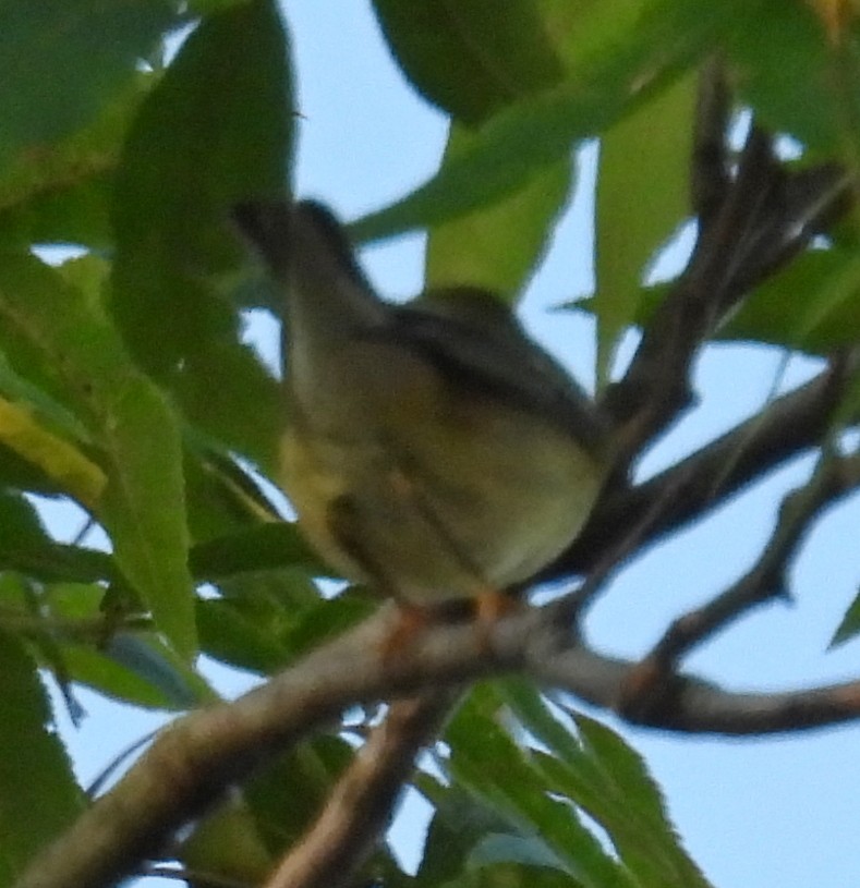Blackpoll Warbler - ML642236953