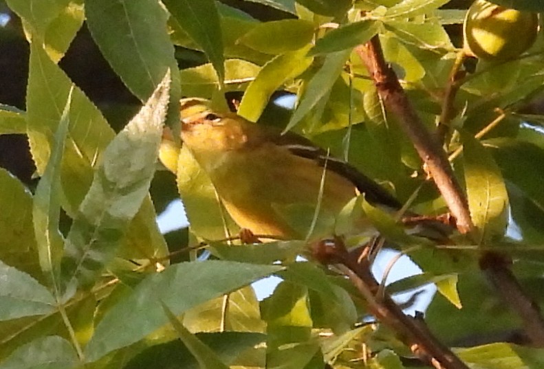 Blackpoll Warbler - ML642236954