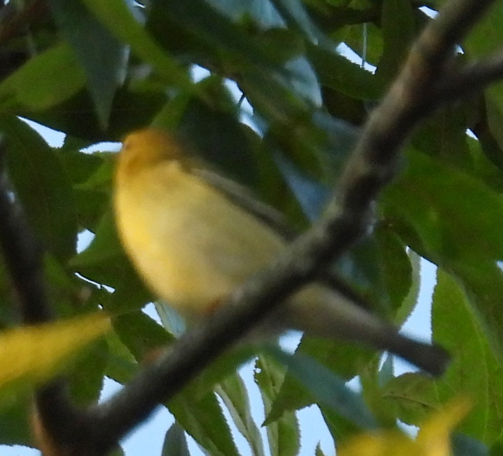 Blackpoll Warbler - ML642236955