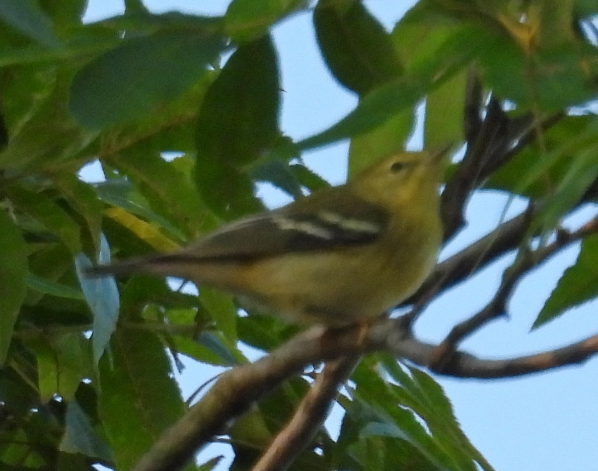 Blackpoll Warbler - ML642236956