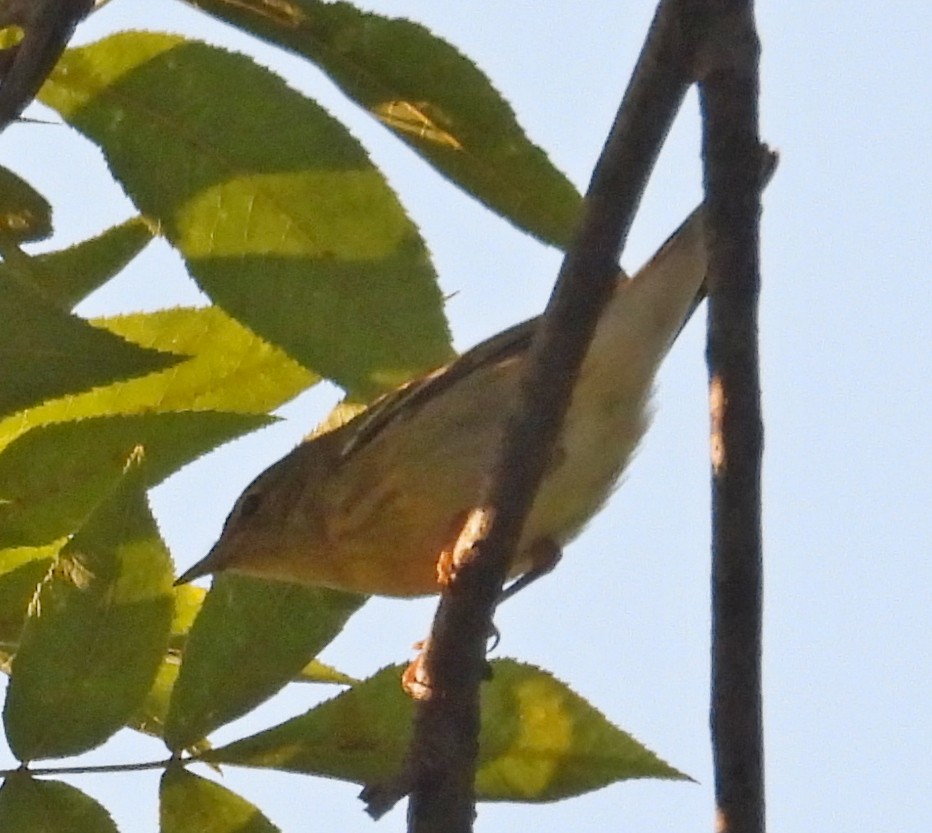 Blackpoll Warbler - ML642236957
