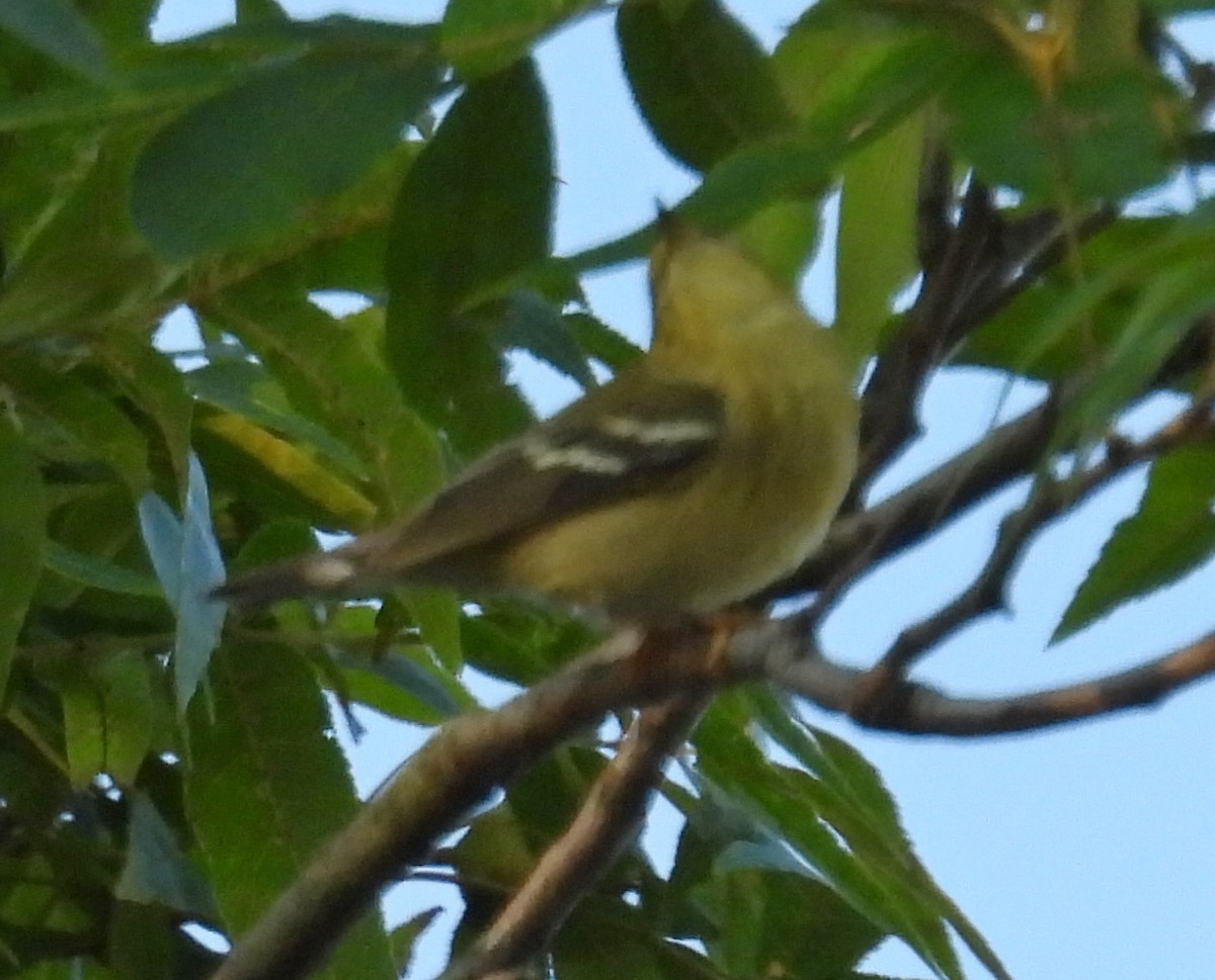 Blackpoll Warbler - ML642236958