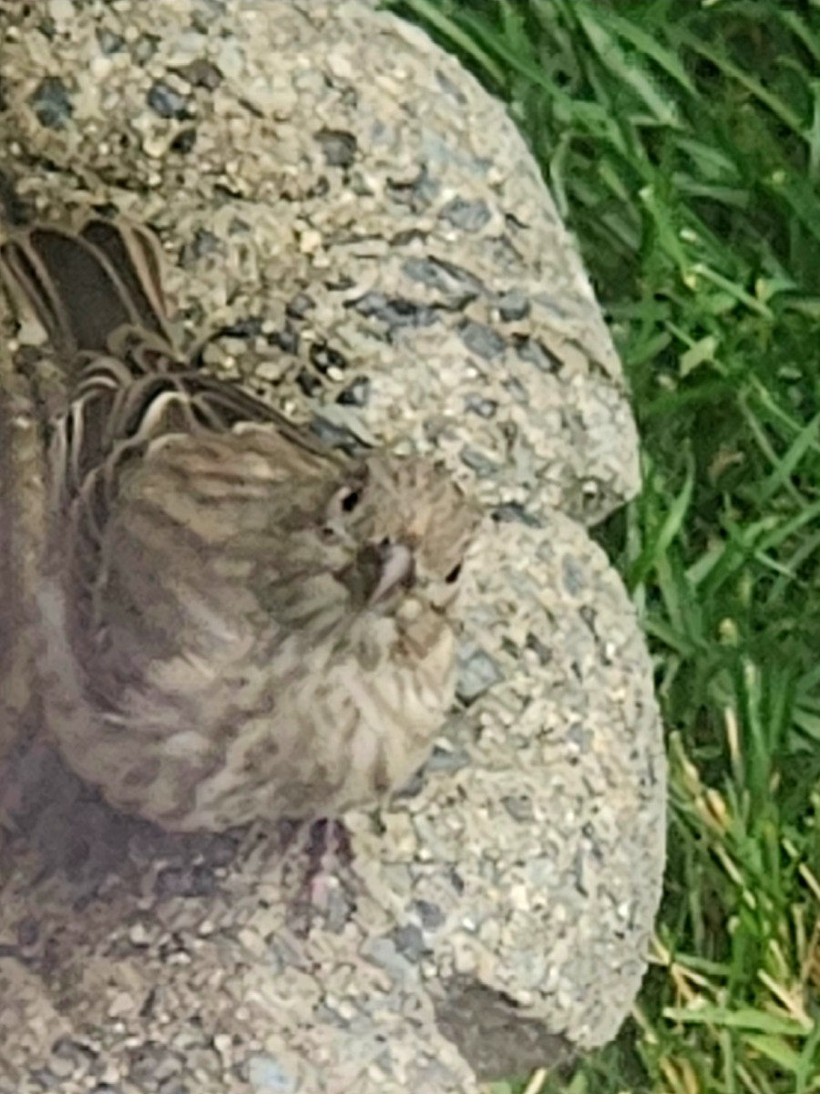 House Finch - ML642236992