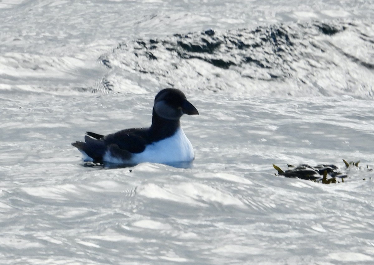Atlantic Puffin - ML642237001