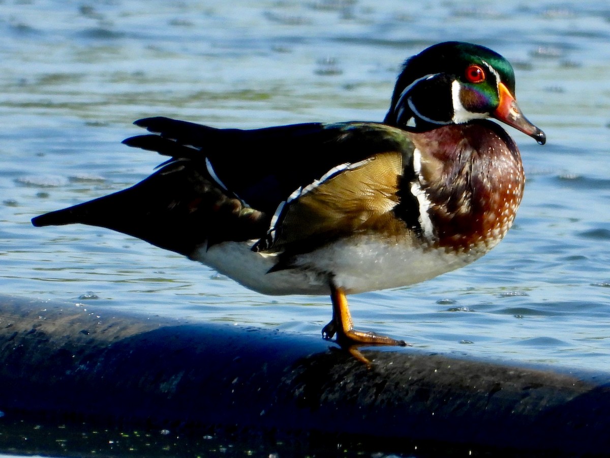 Wood Duck - ML642237009