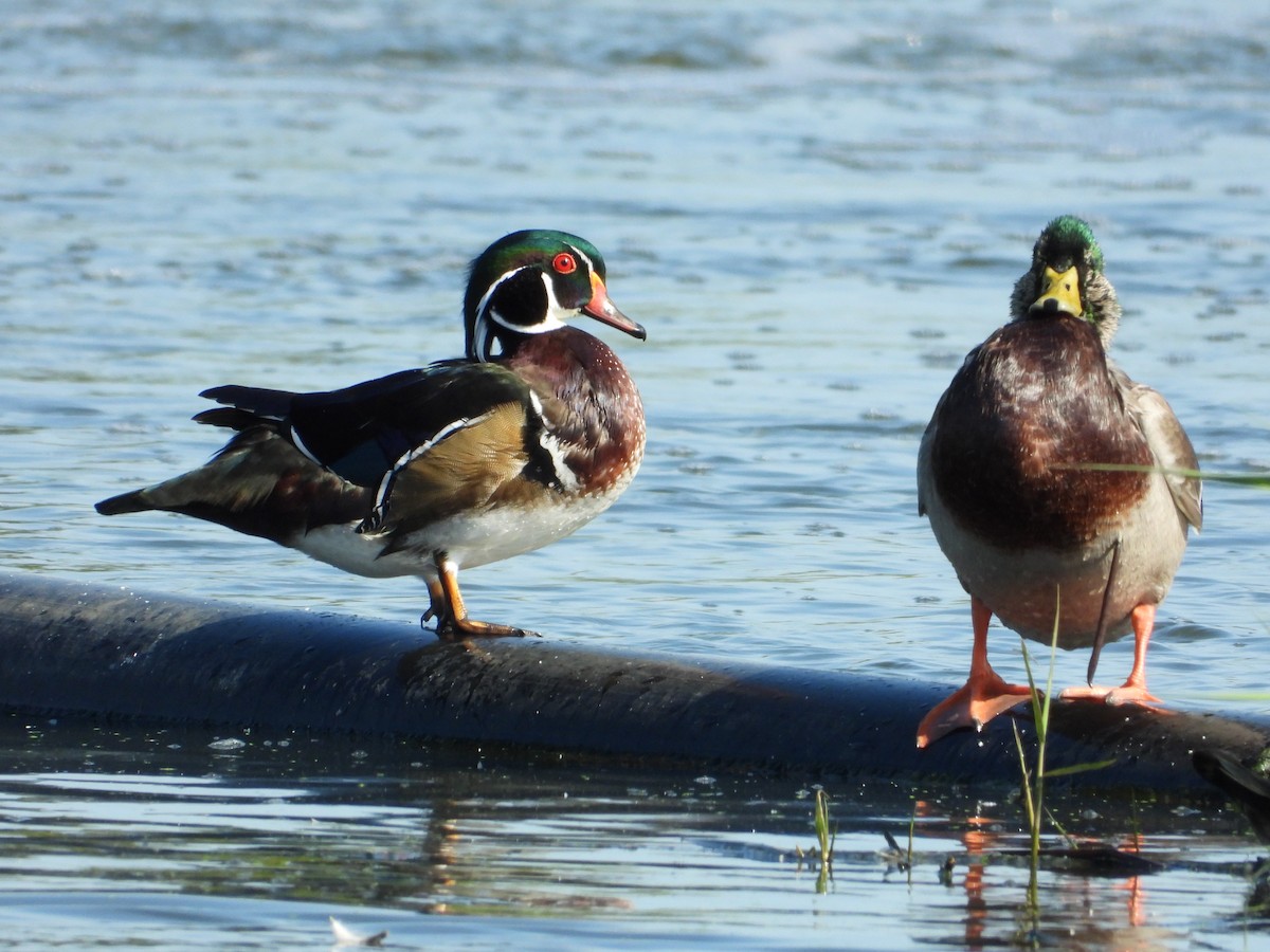 Wood Duck - ML642237010
