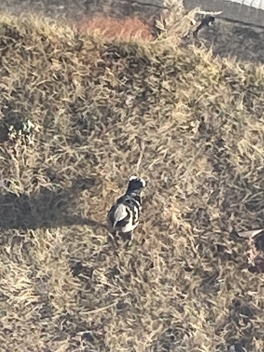 Black-collared Starling - ML642237026