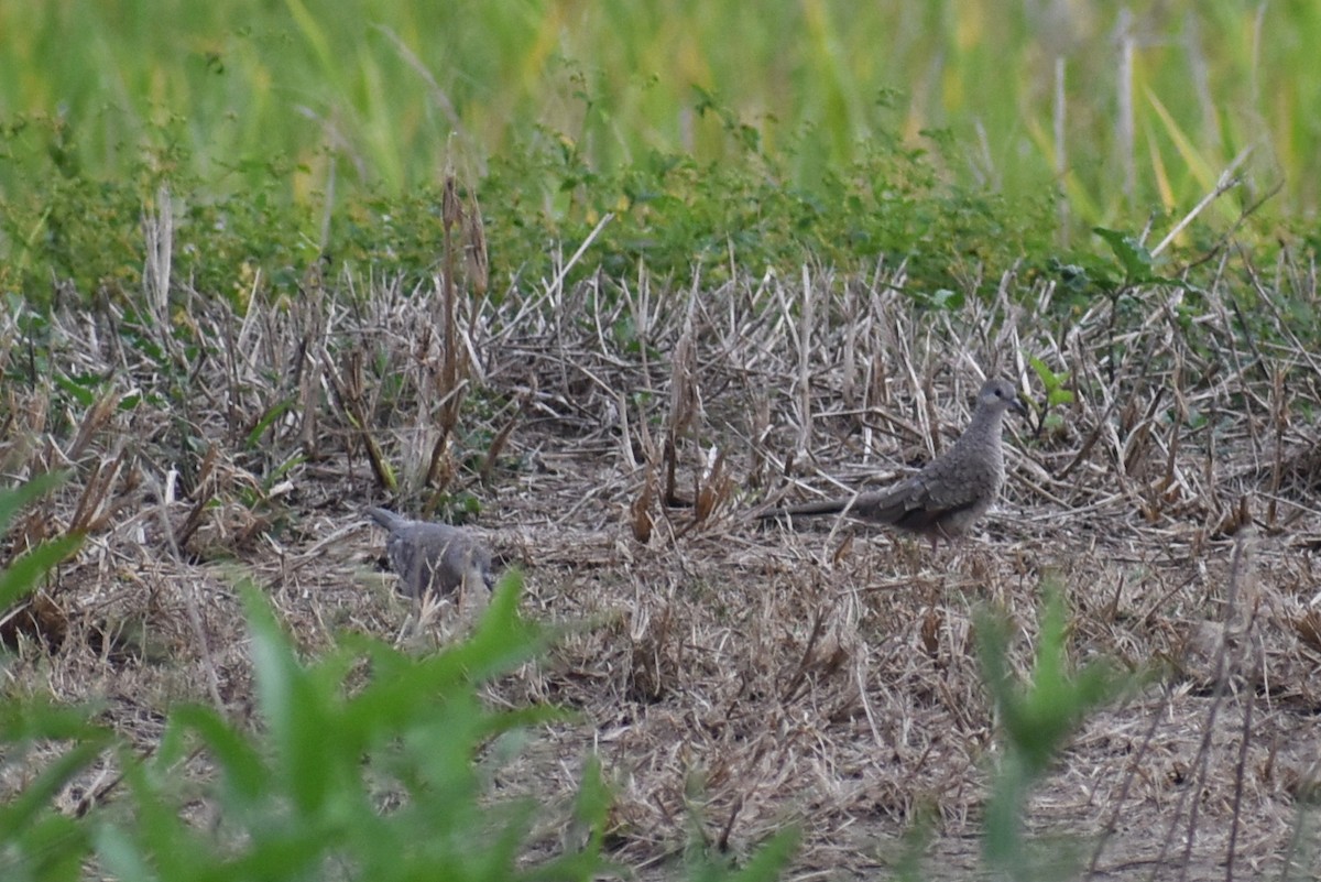 Inca Dove - ML642237035