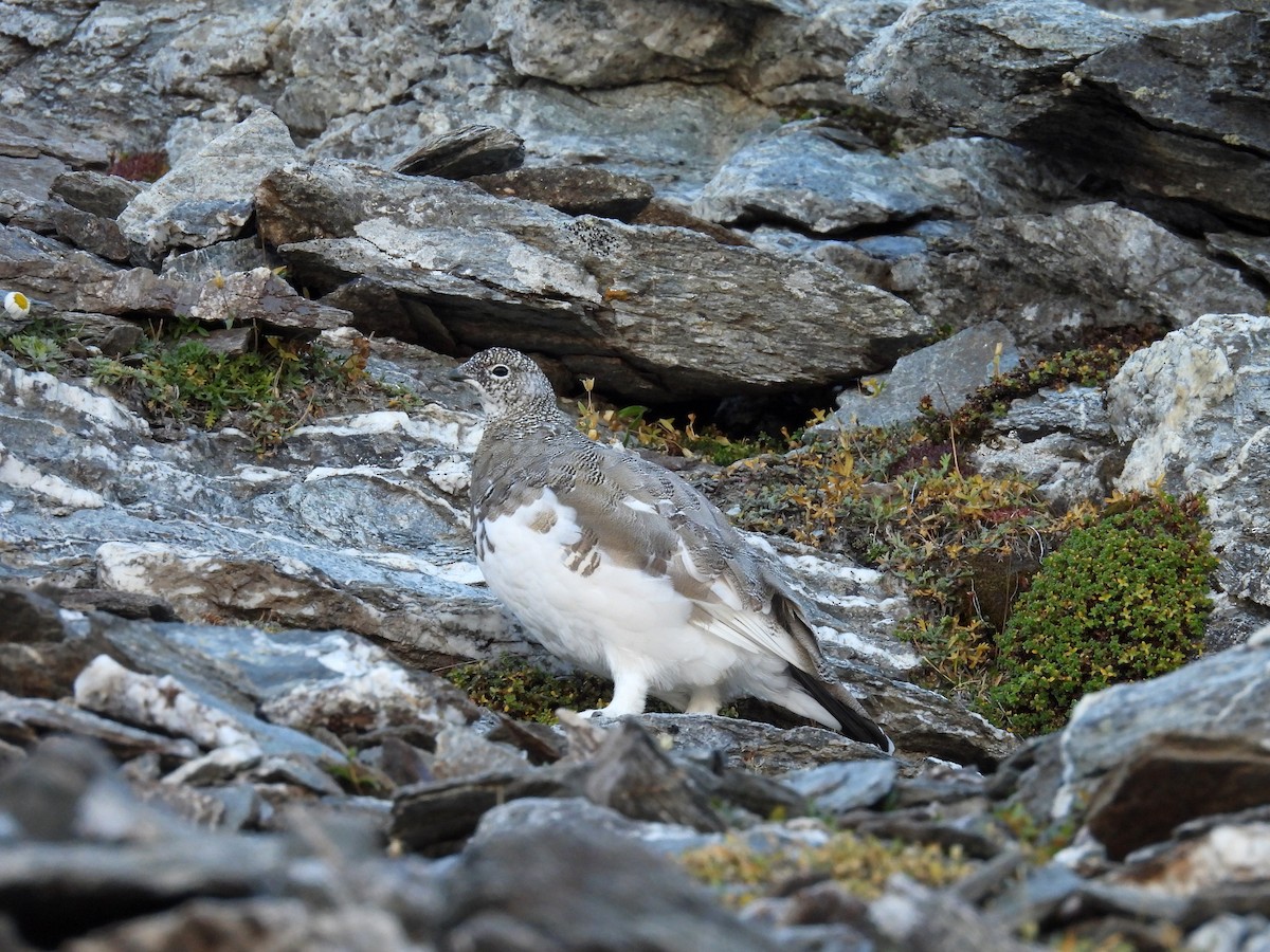 Rock Ptarmigan - ML642237049