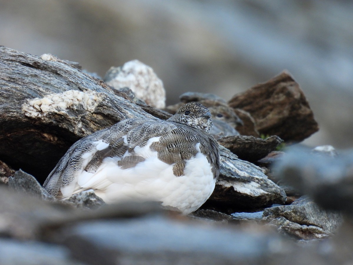 Rock Ptarmigan - ML642237050
