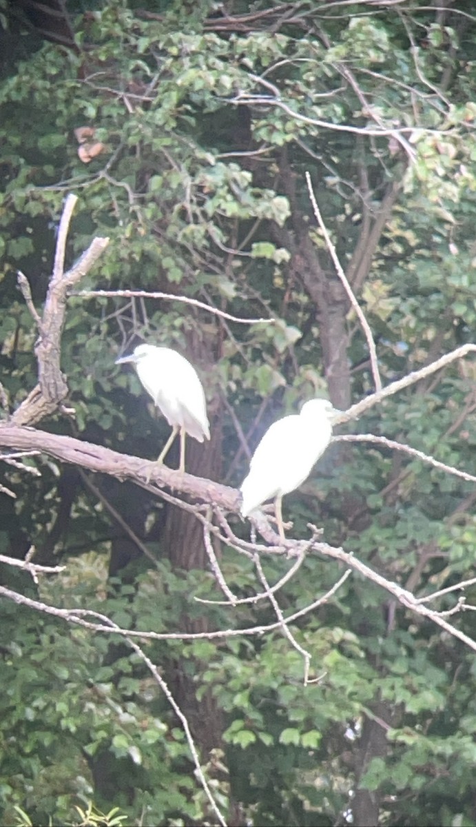 Little Blue Heron - ML642237058