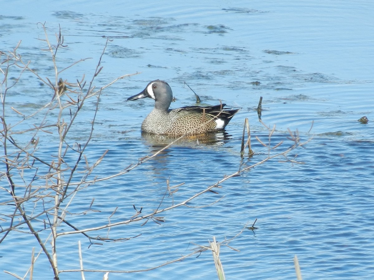 Blue-winged Teal - ML642237059