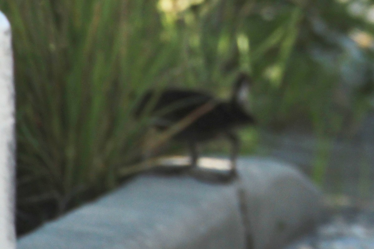 Clapper Rail - ML642237063