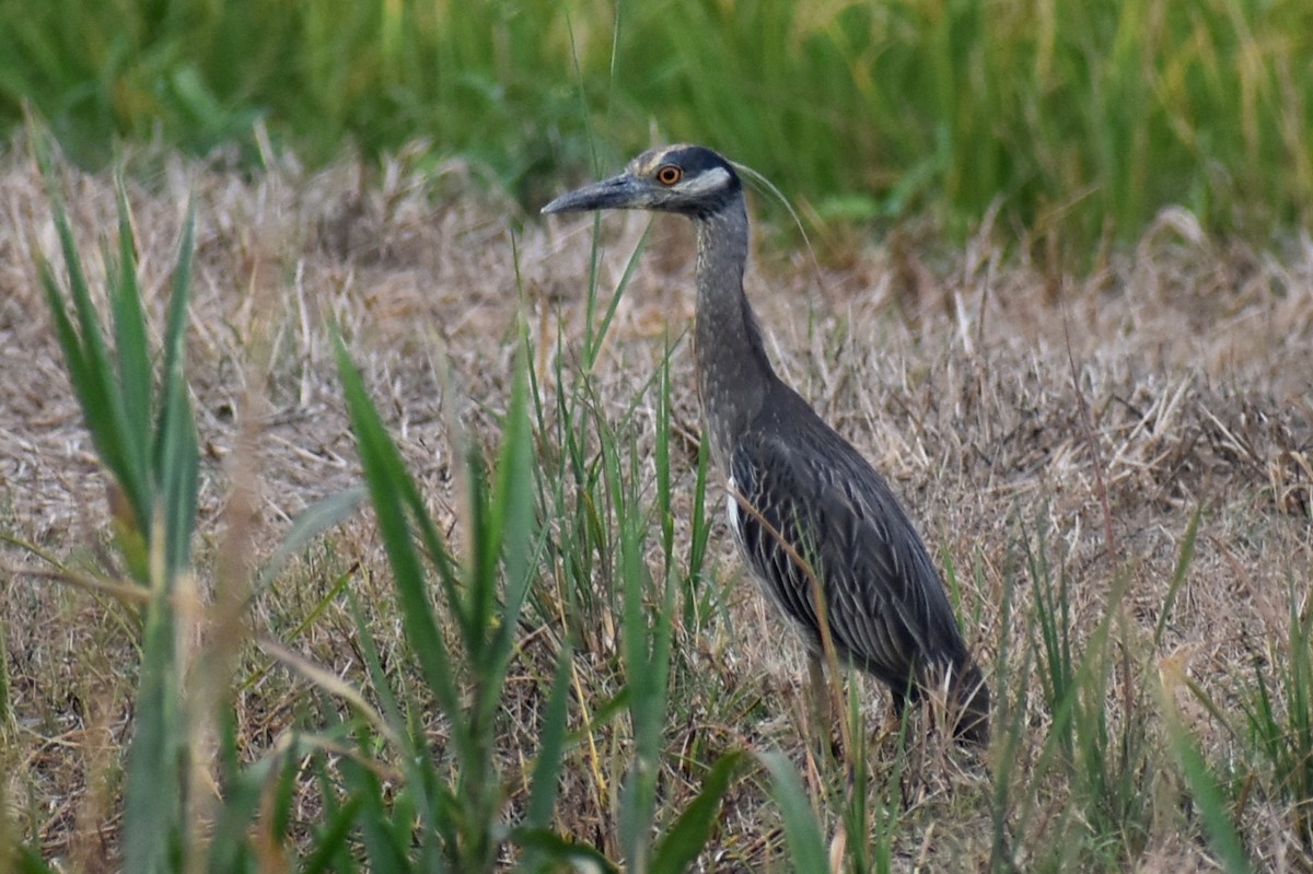 Yellow-crowned Night Heron - ML642237064