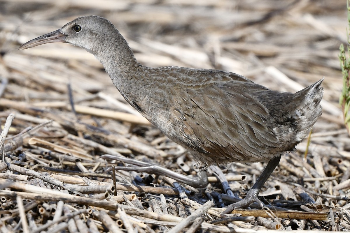 Clapper Rail - ML642237080