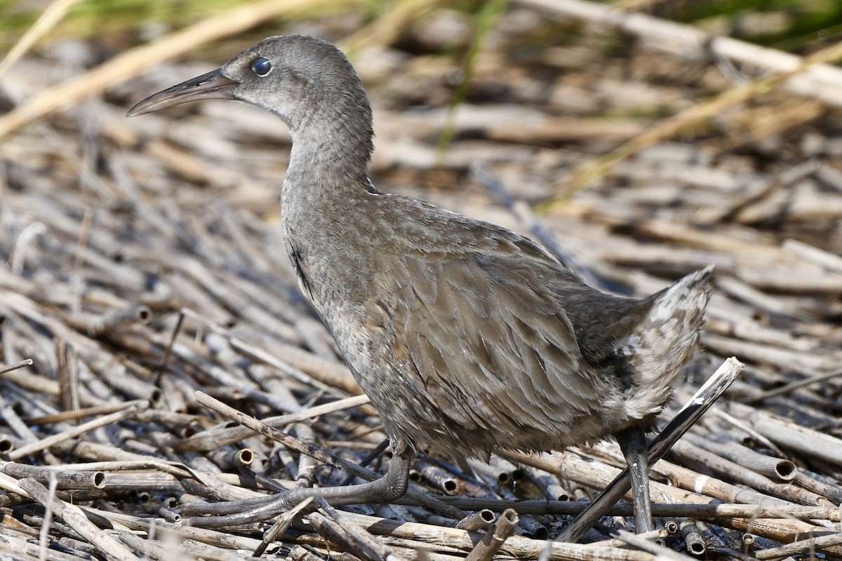 Clapper Rail - ML642237081