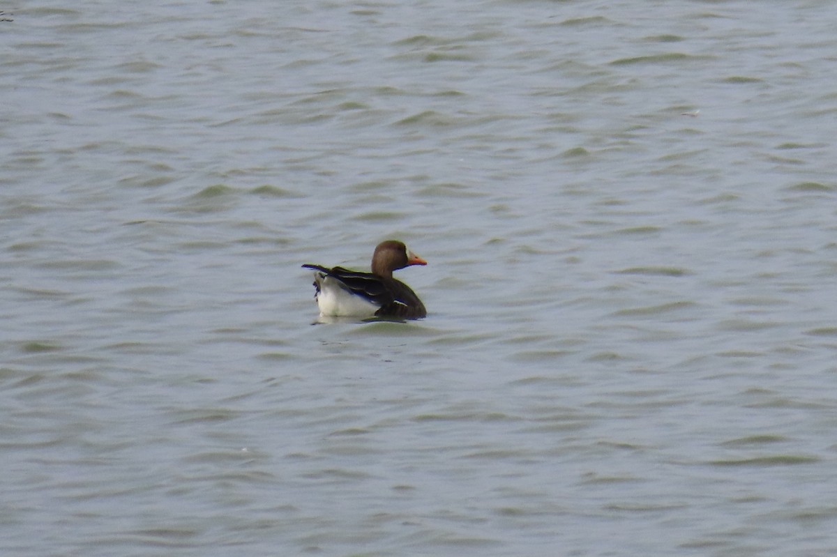 Greater White-fronted Goose - ML642237087