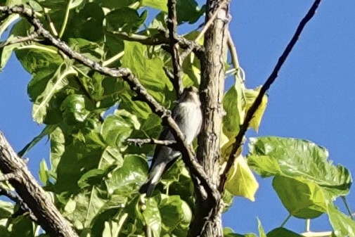 Spotted Flycatcher - ML642237094