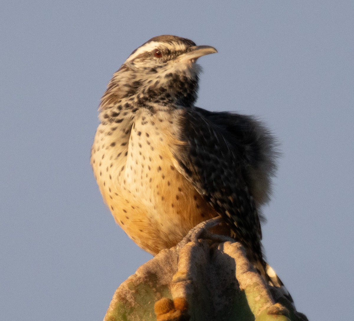 Cactus Wren - ML642237098