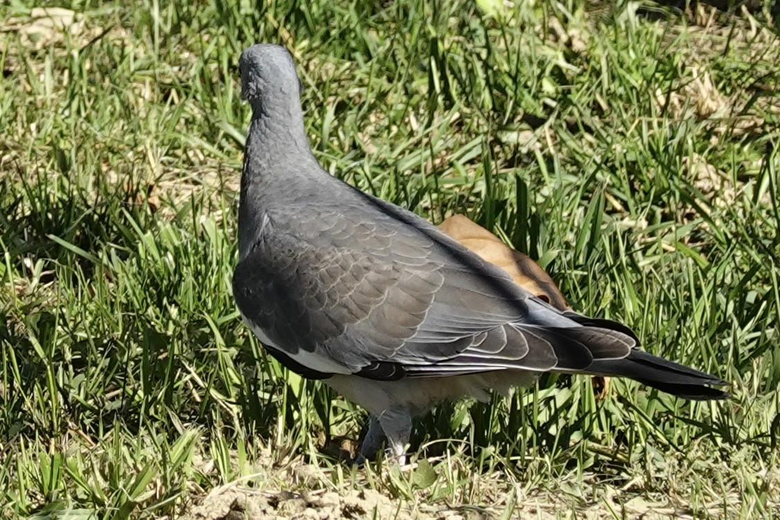 Common Wood-Pigeon - ML642237133