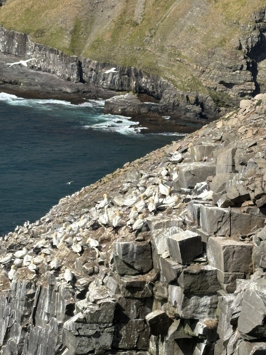 Northern Gannet - ML642237188