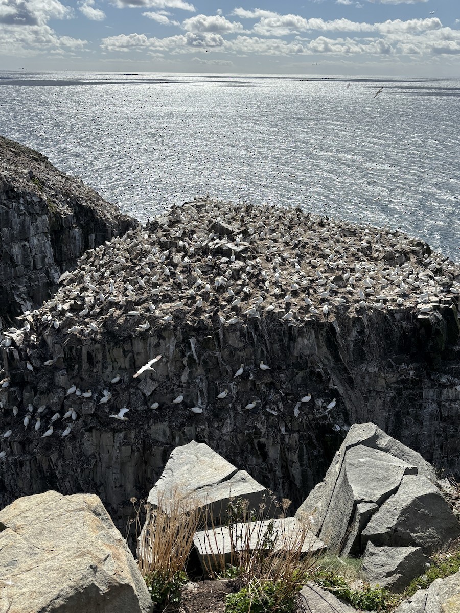 Northern Gannet - ML642237189