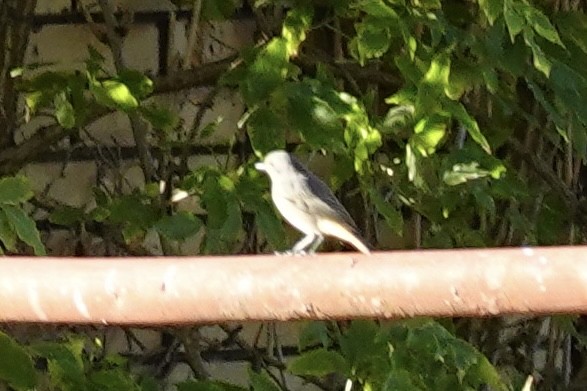 Black Redstart - ML642237192