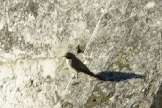 Black Redstart - ML642237193