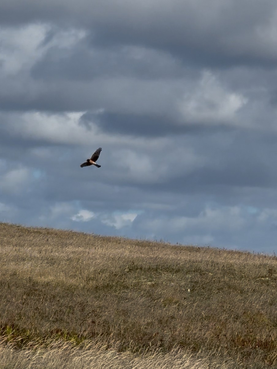 Northern Harrier - ML642237194
