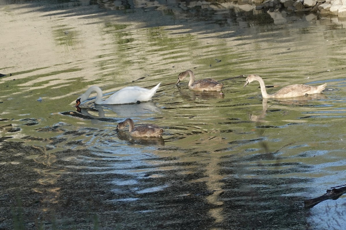 Mute Swan - ML642237208