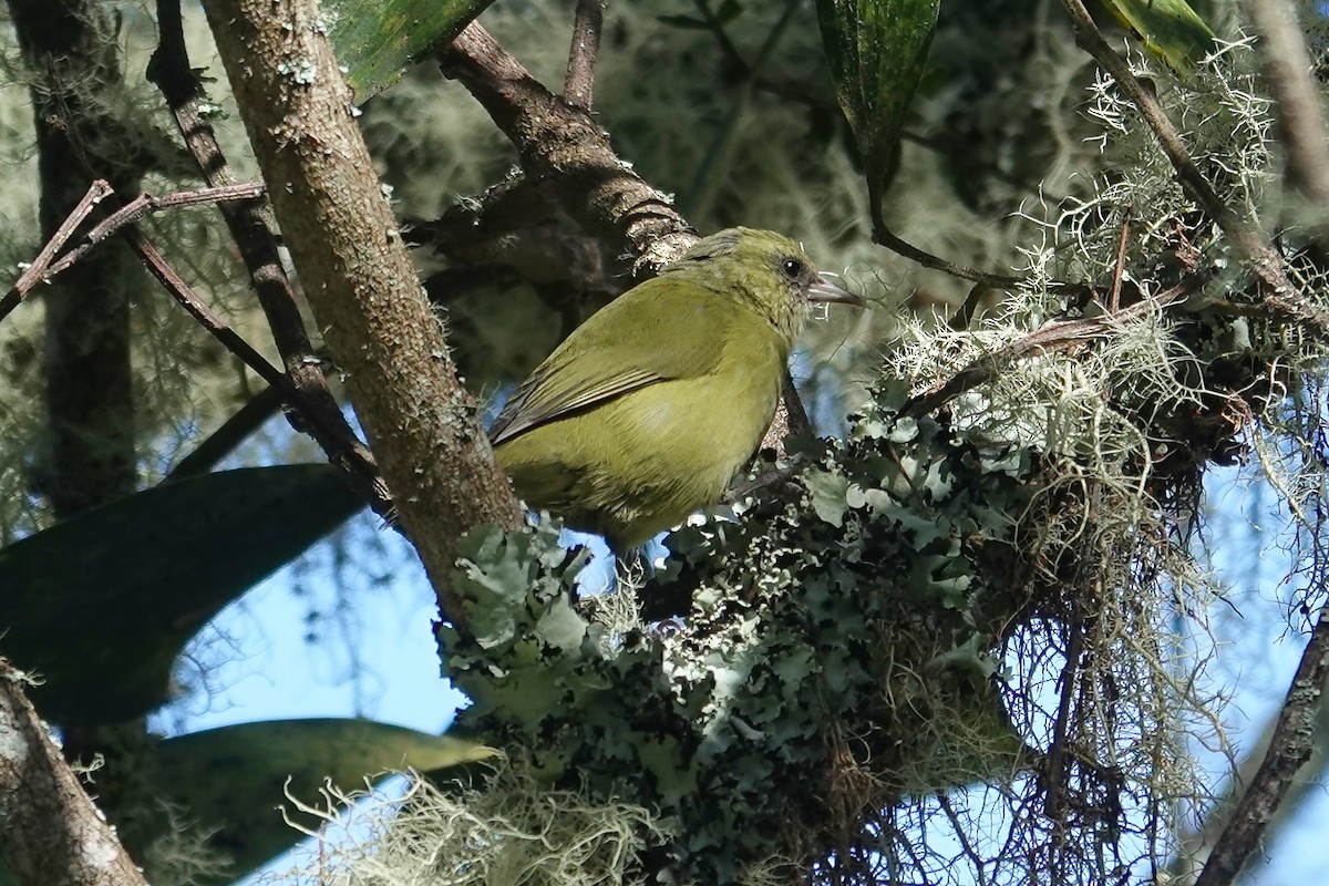 Hawaii Creeper - ML642237227