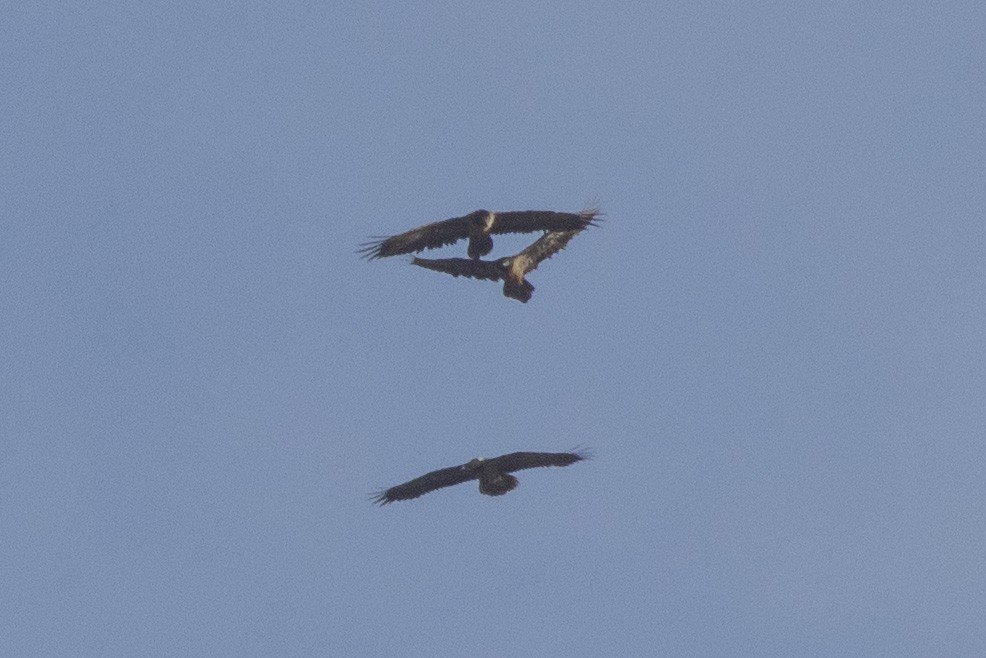 Sakallı Akbaba - ML642237240