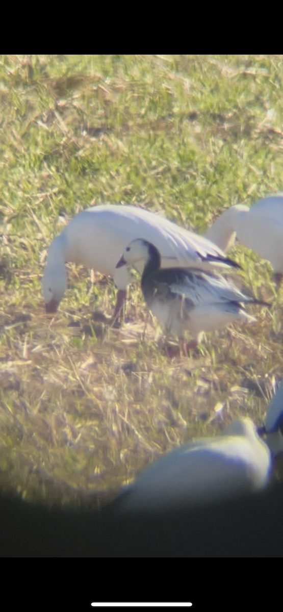 Snow x Ross's Goose (hybrid) - ML642237243