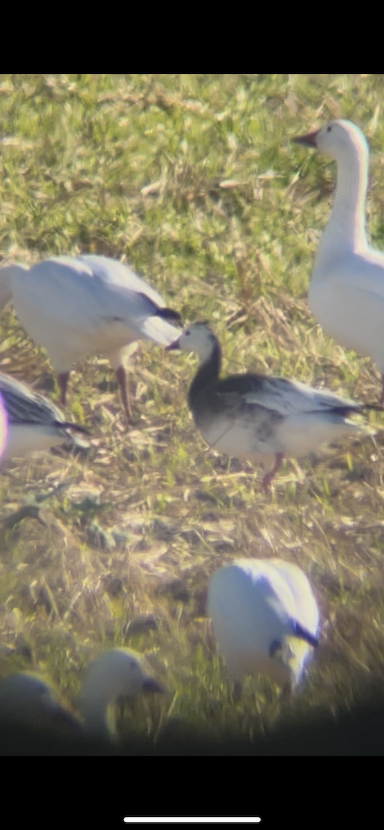 Snow x Ross's Goose (hybrid) - ML642237244